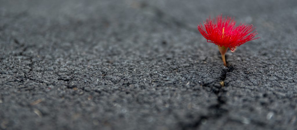 Pimento's webinar on Resilience